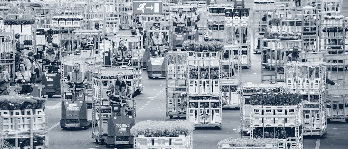 Overzicht van de veilingvloer van Royal FloraHolland met tientallen karren en elektrische trekkers